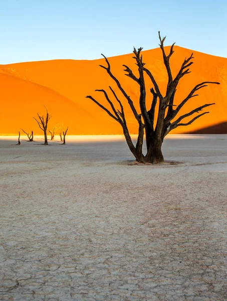 Landschap Van Sossusvlei Met Dode Acaciabomen Achtergrond Van Zandduinen Deadvlei — Stockfoto