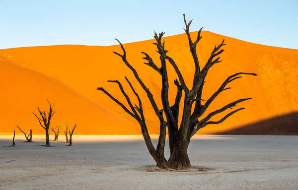 Landschap Van Sossusvlei Met Dode Acaciabomen Achtergrond Van Zandduinen Deadvlei — Stockfoto