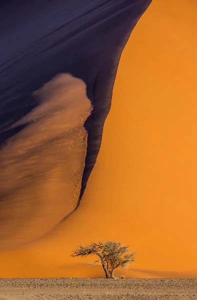 모래와 그림자의 아름다운 질감과 언덕의 배경에 아카시아 Sossusvlei 나미브 나우클루프트 — 스톡 사진