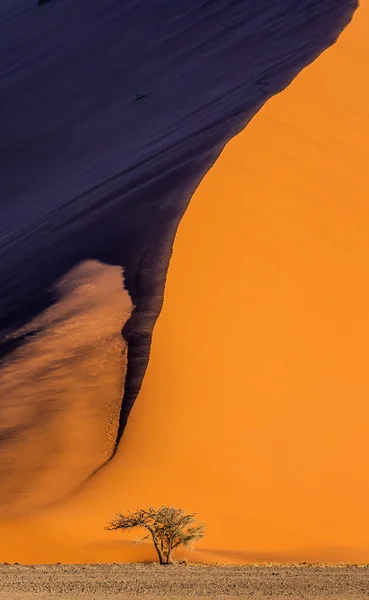 Árvore Acácia Fundo Duna Vermelha Com Bela Textura Areia Sombra — Fotografia de Stock