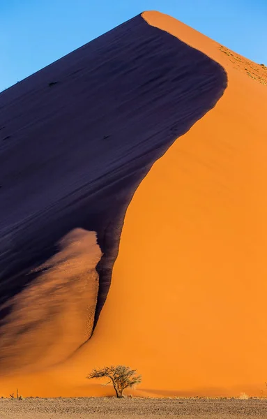 Acacia Tree Background Red Dune Beautiful Texture Sand Shadow Sossusvlei — Stock Photo, Image