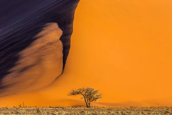 Jeden Strom Pozadí Nádherné Duny Ohromující Světlo Barvy Sossusvlei Národní — Stock fotografie
