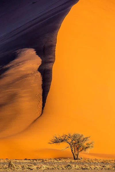 Sossusvlei Naukluft 아프리카 언덕의 배경에 아카시아 — 스톡 사진