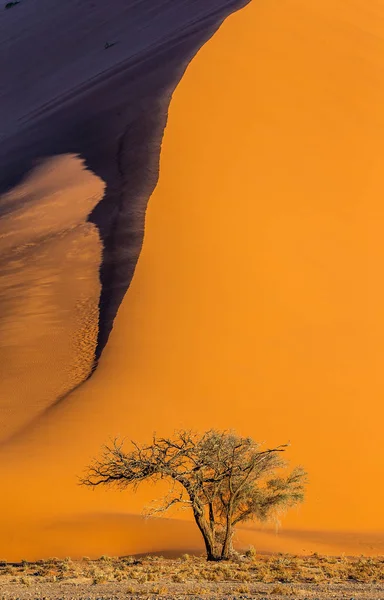 Arbre Unique Sur Fond Belle Dune Avec Une Lumière Une — Photo