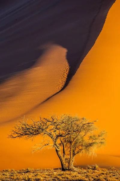 Jeden Strom Pozadí Nádherné Duny Ohromující Světlo Barvy Sossusvlei Národní — Stock fotografie