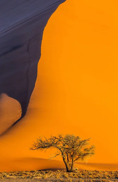 Akác Háttérben Gyönyörű Dűne Lenyűgöző Fényerő Szín Sossusvlei Namib Naukluft — Stock Fotó