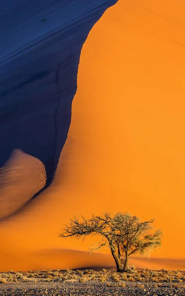 Arbre Unique Sur Fond Belle Dune Avec Une Lumière Une — Photo