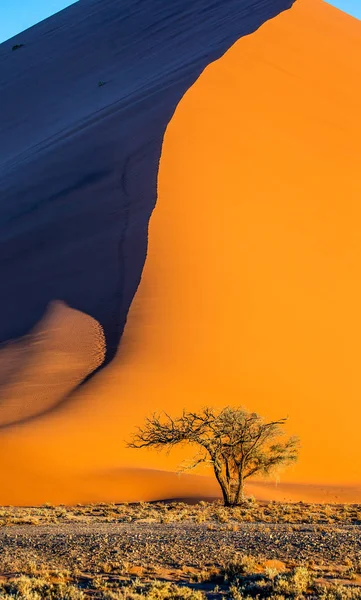 Árbol Acacia Fondo Una Hermosa Duna Con Luz Color Impresionantes — Foto de Stock