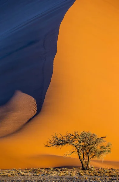 Één Boom Achtergrond Van Prachtige Duin Met Een Prachtig Licht — Stockfoto