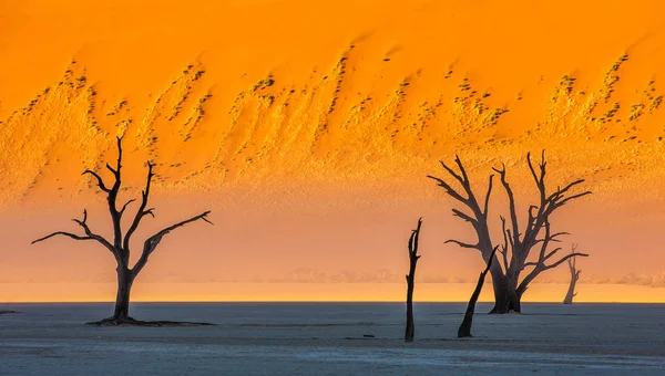 Acacias Morts Sur Fond Dune Sable Avec Brouillard Matinal Sossusvlei — Photo