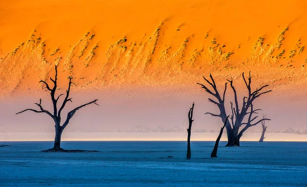 Dead Acacia Trees Background Sand Dune Morning Fog Sossusvlei Deadvlei — Stock Photo, Image