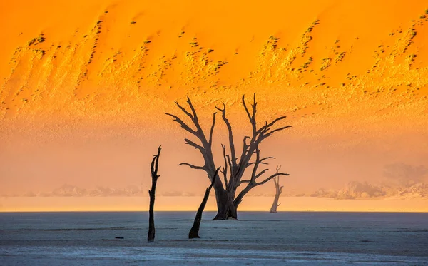 Dead Acacia Trees Background Sand Dune Morning Fog Sossusvlei Deadvlei — Stock Photo, Image