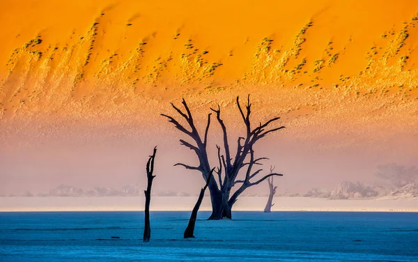 Alberi Acacia Morti Sullo Sfondo Dune Sabbia Con Nebbia Mattutina — Foto Stock