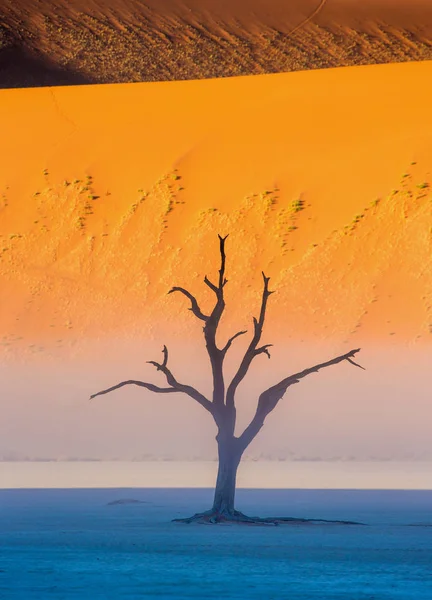 Árvore Acácia Morta Fundo Duna Areia Com Nevoeiro Manhã Sossusvlei — Fotografia de Stock