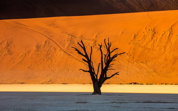 Dry Tree Background Beautiful Red Sand Dune Sossusvlei Namib Naukluft — Stockfoto