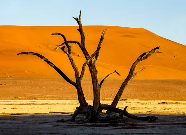 Droge Bomen Achtergrond Van Prachtige Rode Zandduin Sossusvlei Namib Naukluft — Stockfoto