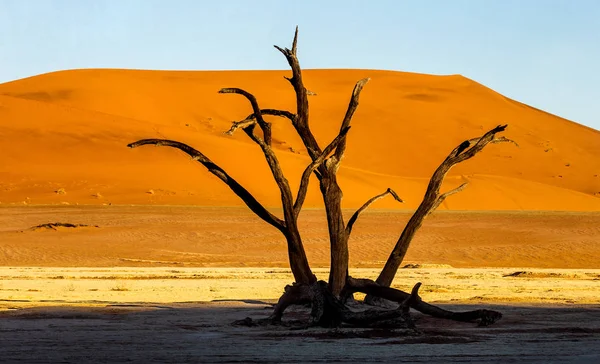 Árvores Secas Fundo Bela Duna Areia Vermelha Sossusvlei Parque Nacional — Fotografia de Stock