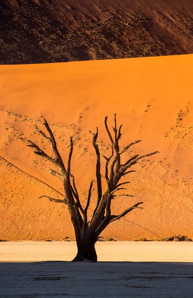 Száraz Háttérben Gyönyörű Vörös Homok Dűne Sossusvlei Namib Naukluft Nemzeti — Stock Fotó