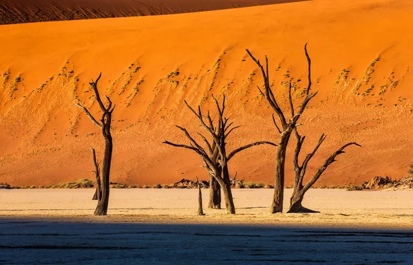 Dry trees on background of beautiful red sand dune, Sossusvlei, Namib-Naukluft National Park, Africa.