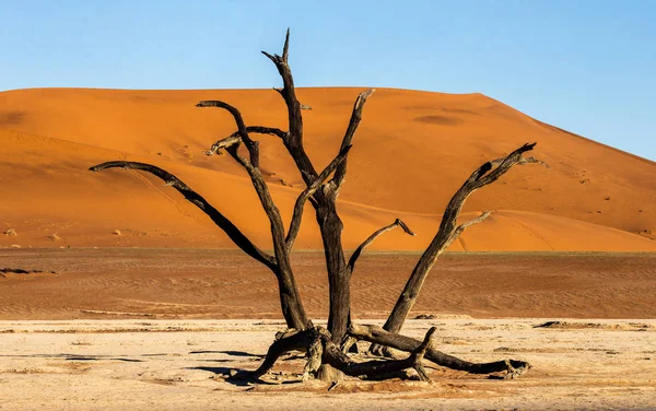 Namib Naukluft 国家公园 Sossusvlei 沙丘背景上的干树 具有美丽的沙子质感 — 图库照片
