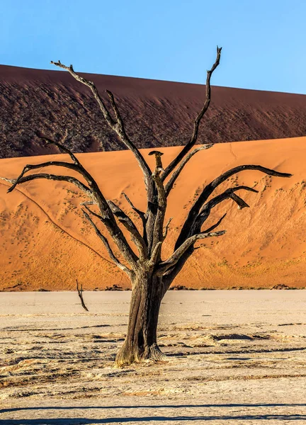 Árvore Seca Fundo Dunas Com Bela Textura Areia Sossusvlei Parque — Fotografia de Stock