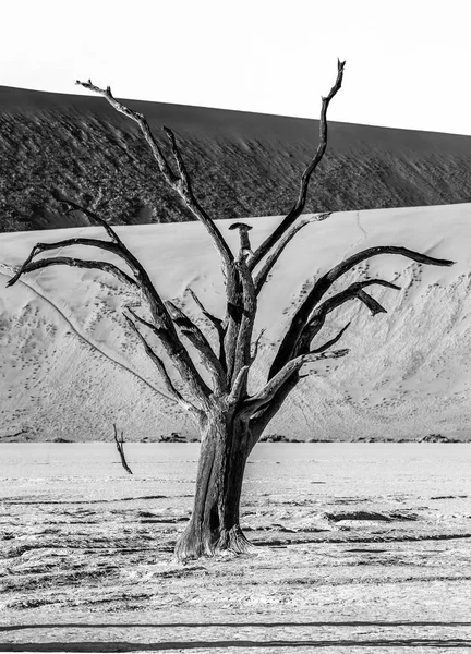 Preto Branco Tiro Árvore Seca Fundo Dunas Com Bela Textura — Fotografia de Stock