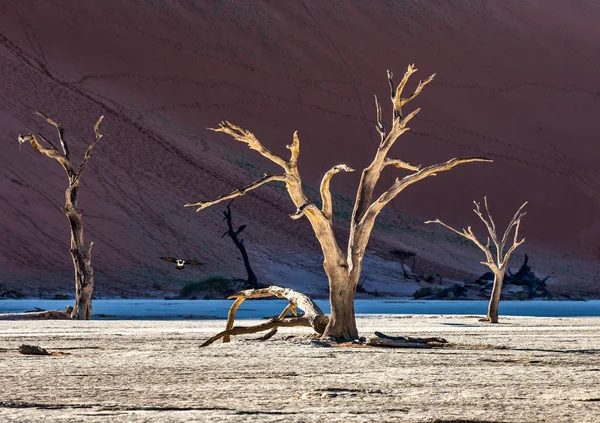 Acacia Mort Sur Fond Dune Sable Dans Lumière Matin Sossusvlei — Photo