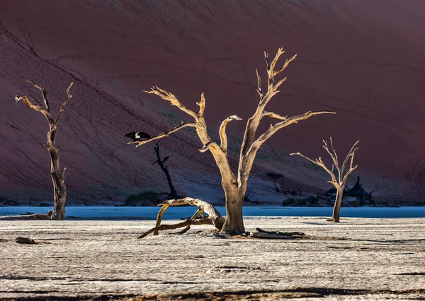 Árboles Acacia Muertos Sobre Fondo Dunas Arena Luz Mañana Sossusvlei —  Fotos de Stock