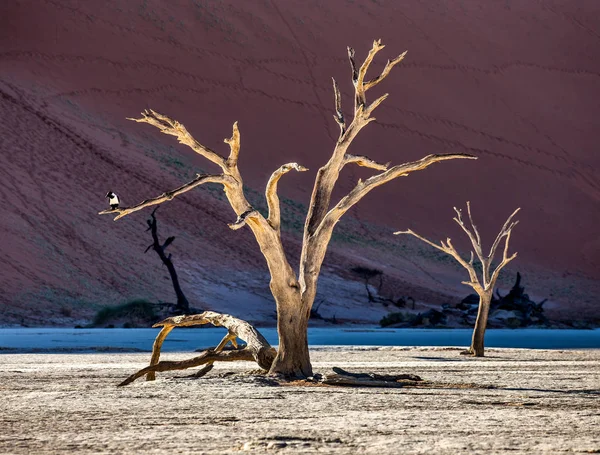 Árboles Acacia Muertos Sobre Fondo Dunas Arena Luz Mañana Sossusvlei —  Fotos de Stock