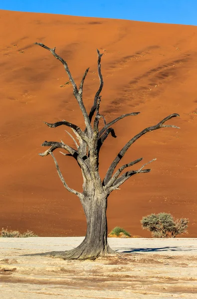 Árvore Seca Fundo Duna Com Bela Textura Areia Sossusvlei Parque — Fotografia de Stock