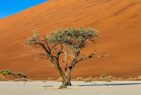 Één Boom Achtergrond Van Prachtige Duin Blauwe Hemel Sossusvlei Namib — Stockfoto