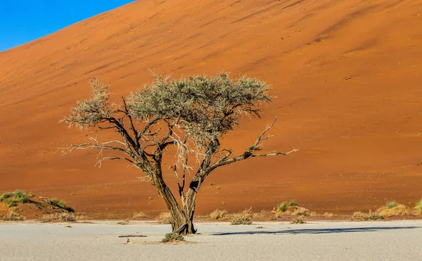 Єдине Дерево Тлі Красивих Dune Синє Небо Sossusvlei Namib Naukluft — стокове фото