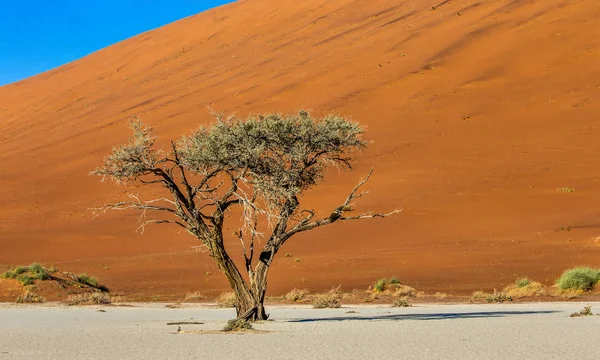 Árvore Única Fundo Bela Duna Céu Azul Sossusvlei Namib Naukluft — Fotografia de Stock