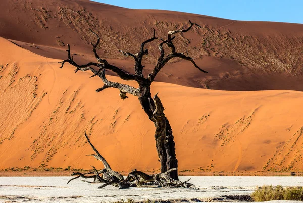 在沙丘的背景上干燥美丽的树与沙子的纹理 Sossusvlei Namib Noukluft 国家公园 — 图库照片