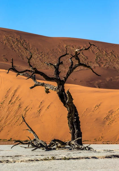 Krásný Suchý Strom Pozadí Duny Texturou Písku Sossusvlei Národní Park — Stock fotografie