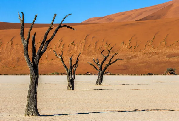 Dode Acaciabomen Achtergrond Van Prachtige Duin Blauwe Hemel Sossusvlei Namib — Stockfoto