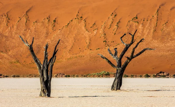 Árvores Bonitas Secas Fundo Duna Com Textura Areia Sossusvlei Parque — Fotografia de Stock