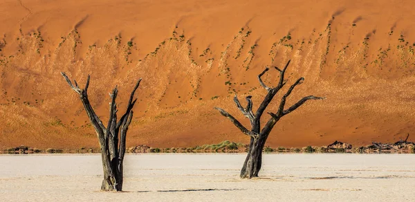 Árvores Acácia Mortas Contra Dunas Vermelhas Deadvlei Sossusvlei Namib Naukluft — Fotografia de Stock