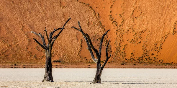 Des Acacias Morts Contre Une Dune Rouge Deadvlei Sossusvlei Namib — Photo