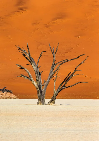 Dode Acaciabomen Tegen Rode Duin Deadvlei Sossusvlei Namib Naukluft Nationaal — Stockfoto