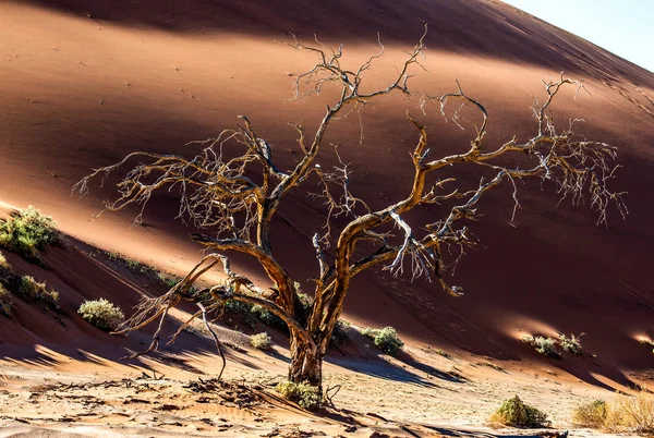 Árvore Acácia Morta Duna Areia Deadvlei Sossusvlei Namib Naukluft National — Fotografia de Stock