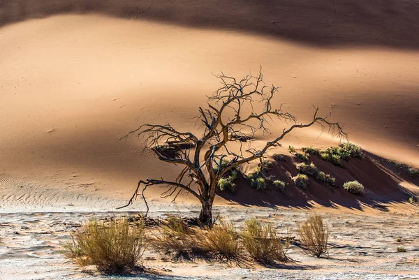 Halott Akác Homok Dűne Deadvlei Sossusvlei Namib Naukluft Nemzeti Parkban — Stock Fotó