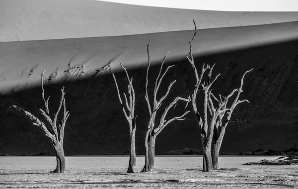 Мертвые Деревья Акации Песчаных Дюнах Деадвлей Соссусвлеи Намиб Науклуфт Национальный — стоковое фото