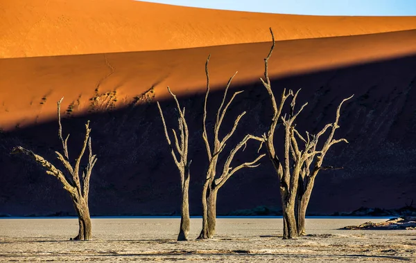 Dode Acaciabomen Rode Duinen Deadvlei Sossusvlei Namib Naukluft Nationaal Park — Stockfoto