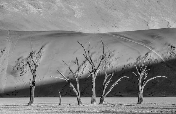 Árboles Acacia Muertos Dunas Arena Deadvlei Sossusvlei Parque Nacional Namib —  Fotos de Stock