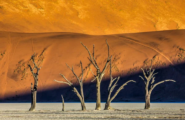 Dode Acaciabomen Rode Duinen Deadvlei Sossusvlei Namib Naukluft Nationaal Park — Stockfoto
