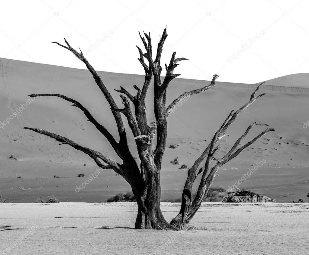 Single dead tree on background of beautiful dune, black and white shot, Sossusvlei, Namib-Naukluft National Park, Africa.