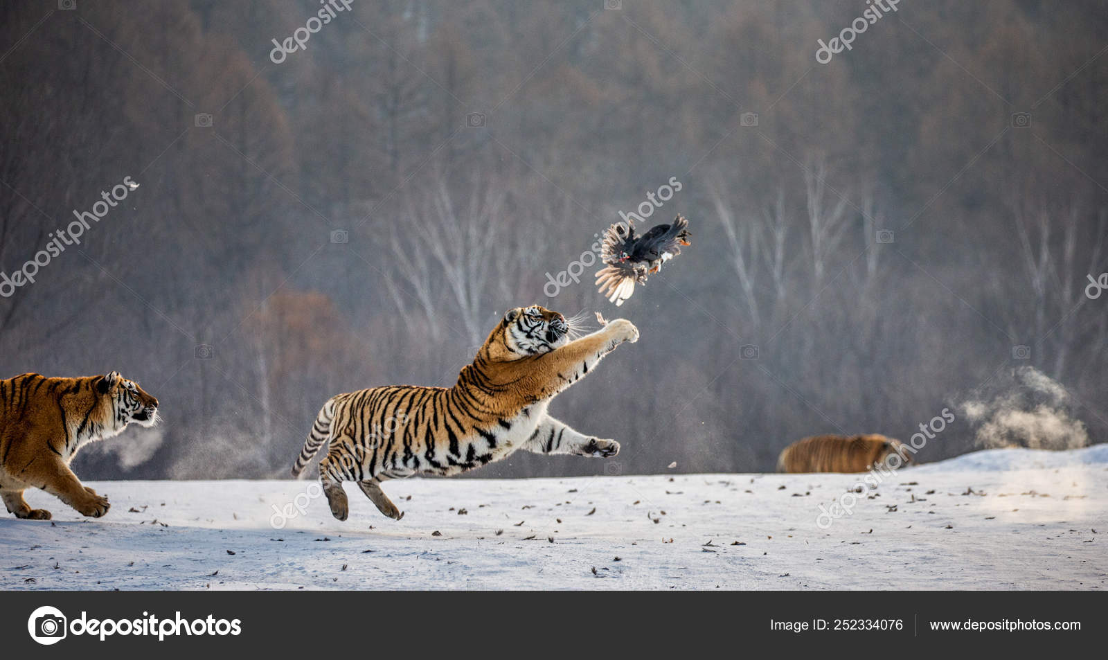 tiger hunting prey