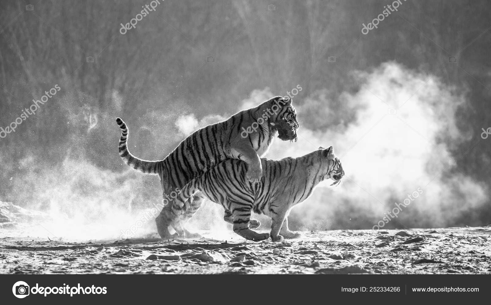 Siberian Tiger Portrait. Aggressive Stare Face Meaning Danger for the Prey  Foto de Stock - Imagem de animal, risco: 148370096