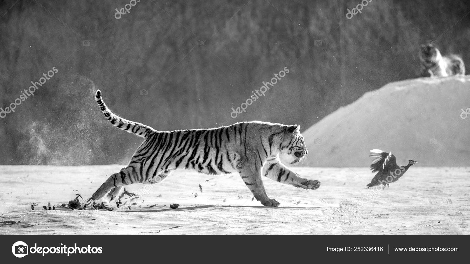 tiger hunting prey